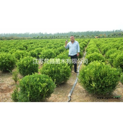 紫叶小波球基地 紫叶小波球价格介绍/特征/用途