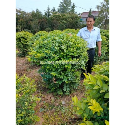 【美人梅】·美人梅图片·美人梅种植基地