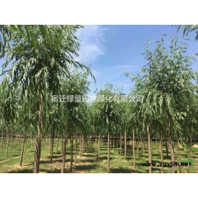 竹子 毛竹 青竹 江苏竹子 江苏毛竹 江苏青竹