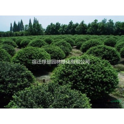 紫薇价格_紫薇图片_紫薇产地_紫薇绿化苗木苗圃基地