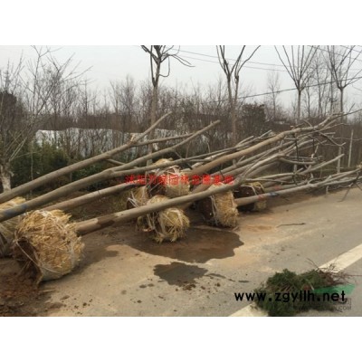 「塔柏」苗圃塔柏_价格_图片