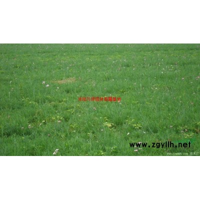 万绿园林红叶碧桃价格_红叶碧桃产地_红叶碧桃绿化苗木苗圃基地