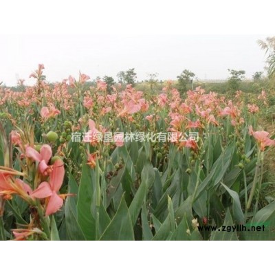 麦冬草·麦冬草图片·麦冬草种植基地