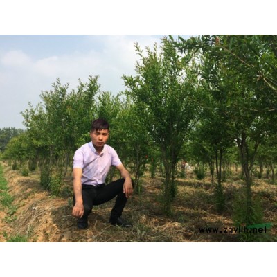 狗牙根草坪价格_狗牙根草坪产地_狗牙根草坪草皮苗圃基地