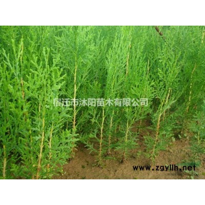 夏鹃价格_夏鹃图片_夏鹃产地_夏鹃绿化苗木苗圃基地