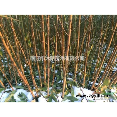 三角枫图片-三角枫价格-三角枫绿化苗木苗圃基地销售