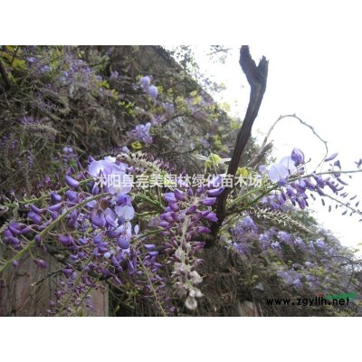 供应睡莲_荷花