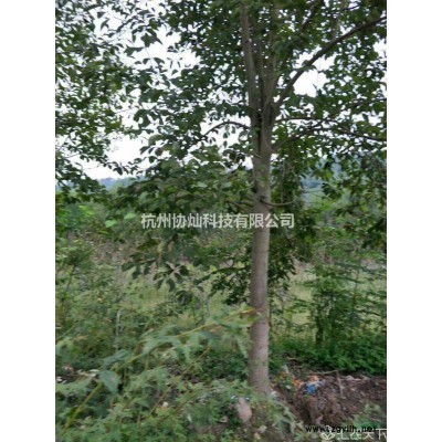 鸡爪槭23公分大规格出售价格19500