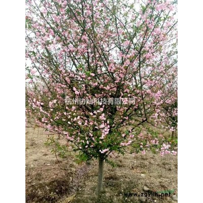 供当年生与2/3/4公分小苗红豆杉夏鹃春鹃红叶石楠红花继木茶