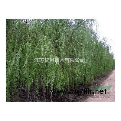 优质特价苦楝 苦楝产地直销
