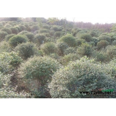 安徽紫薇6*新报价/紫薇6图片