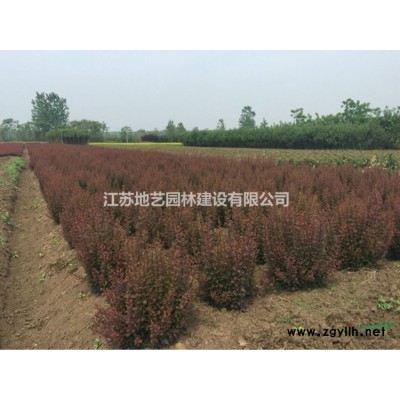 刺松 刺松产地 江苏地艺园林苗圃基地