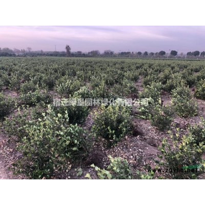 卫矛图片_卫矛产地_卫矛绿化苗木苗圃基地