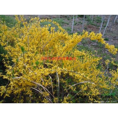 万绿园林红花木槿价格_红花木槿产地_红花木槿绿化苗木苗圃基地