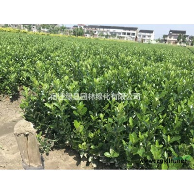 大量供应卫矛球·卫矛球图片·卫矛球价格