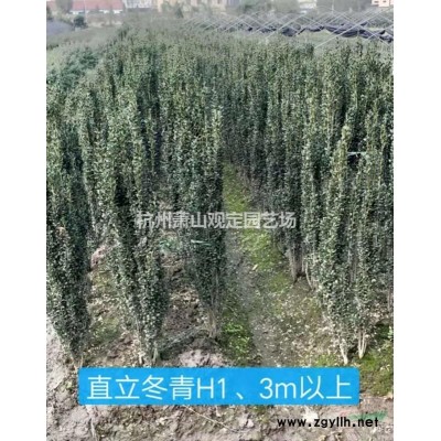 无刺构骨球p1m。p1.20m冠