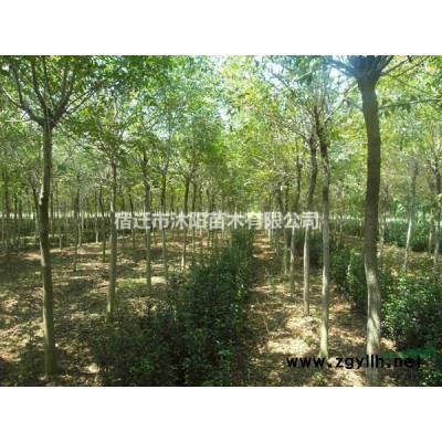 杨树价格_杨树基地_杨树产地_杨树绿化苗木苗圃基地