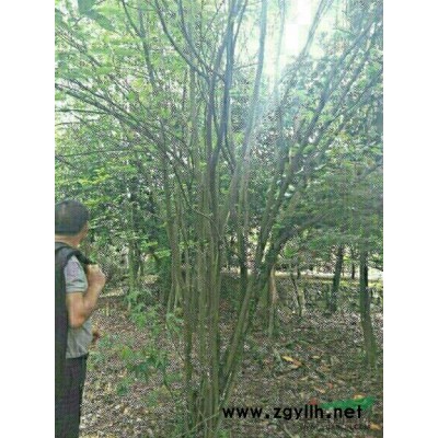 供应精品黄金槐规格5-18公分出售