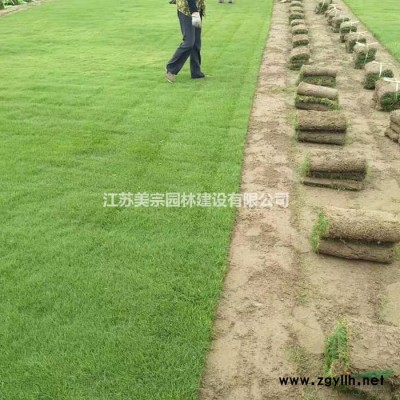 品种月季 价格_品种月季 图片_品种月季 产地_品种月季