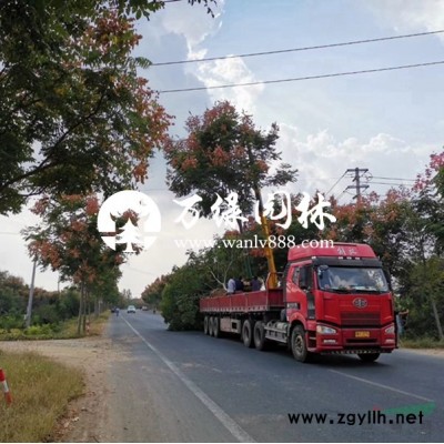 万绿园林紫叶小波价格_紫叶小波产地_紫叶小波绿化苗木苗圃基地