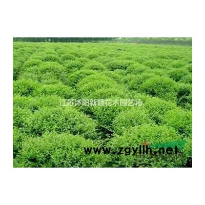 大量供应红叶碧桃，红叶桃，红叶桃小苗，红叶碧桃基地