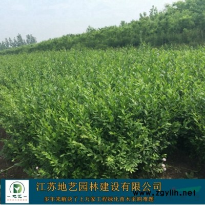 高杆女贞 高杆女贞产地 江苏地艺园林苗圃基地