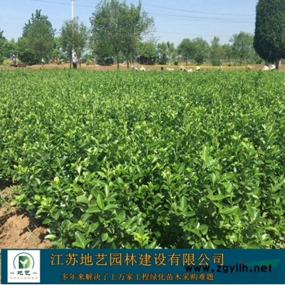 佛甲草价格、佛甲草图片、佛甲草绿化苗木苗圃基地