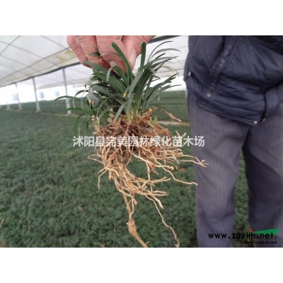 供应紫穗槐_紫穗槐小苗_紫穗槐基地
