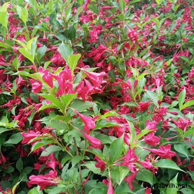 「洒金柏」苗圃洒金柏_价格_图片