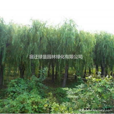法国冬青价格_法国冬青产地_法国冬青绿化苗木苗圃基地