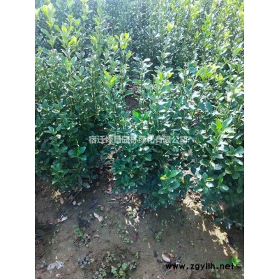 春鹃·春鹃图片·春鹃种植基地·