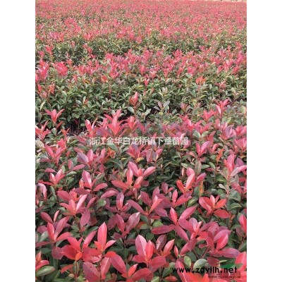 浙江茶梅杯苗基地容器苗 金华茶梅大杯苗价格色块苗采购市场