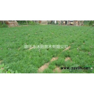 小叶黄杨价格_小叶黄杨图片_小叶黄杨绿化苗木苗圃基地