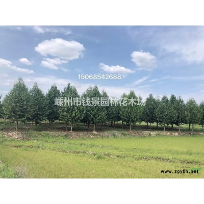 供应5-6米桂花 浙江5米精品桂花 嵊州6米桂花基地