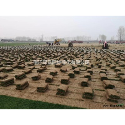 马尼拉草坪价格_马尼拉草坪产地_马尼拉草坪草皮苗圃基地