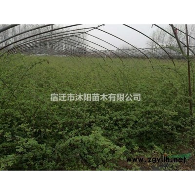 柳树价格_柳树图片_柳树产地_柳树绿化苗木苗圃基地
