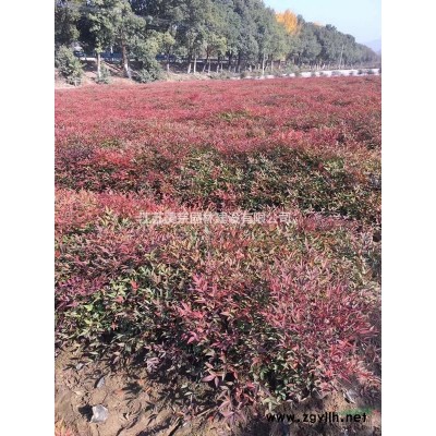 供应红花檵木小杯 红花檵木大杯 红花檵木球
