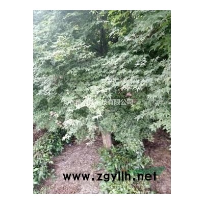 大规格花梅及花梅梅桩2公分到23公分