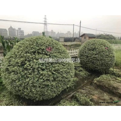 供应精品 金叶苔草