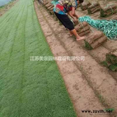 微型月季价格_微型月季图片_地被月季产地_地被月季绿化苗木苗
