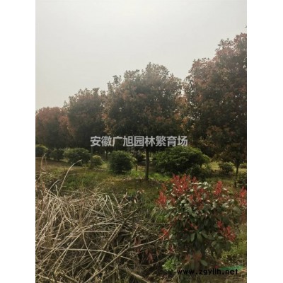 丛生榉树