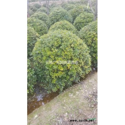 高杆红叶石楠树
