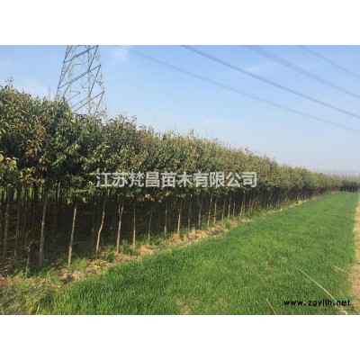 黑麦草基地 黑麦草价格介绍/特征/用途