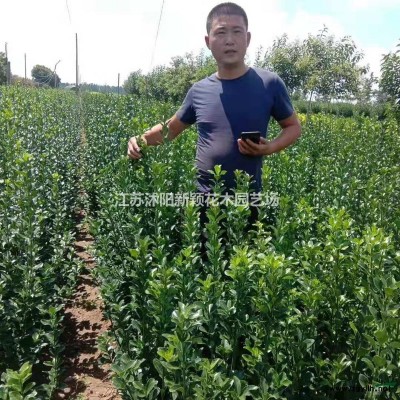 沭阳北海道黄杨基地 销售日本黄杨图片