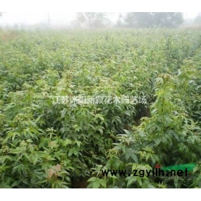 大量供应速生杨树，白杨树 意杨 规格*