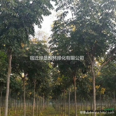法桐价格_法桐图片_法国梧桐产地_法桐绿化苗木苗圃基地