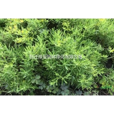 小叶女贞·小叶女贞图片·小叶女贞种植基地