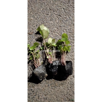 水生植物千屈菜、再力花、梭鱼草