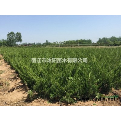 早熟禾草坪价格_早熟禾草坪产地_早熟禾草坪草皮苗圃基地