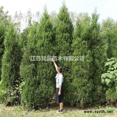 江苏麦冬草 沿阶草介绍/特征/用途